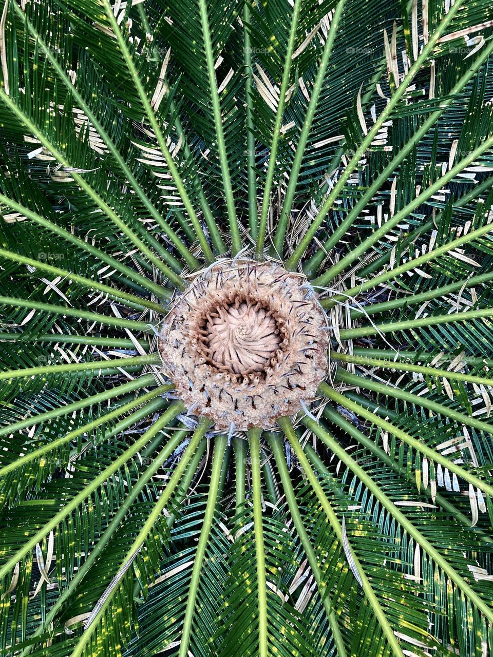 🇺🇸 The coconut tree seen from above with its incredible asymmetrical and abstract shape.  It doesn't even look like a plant! / 🇧🇷 O coqueiro visto do alto com o seu incrível formato assimétrico e abstrato. Nem parece uma planta!