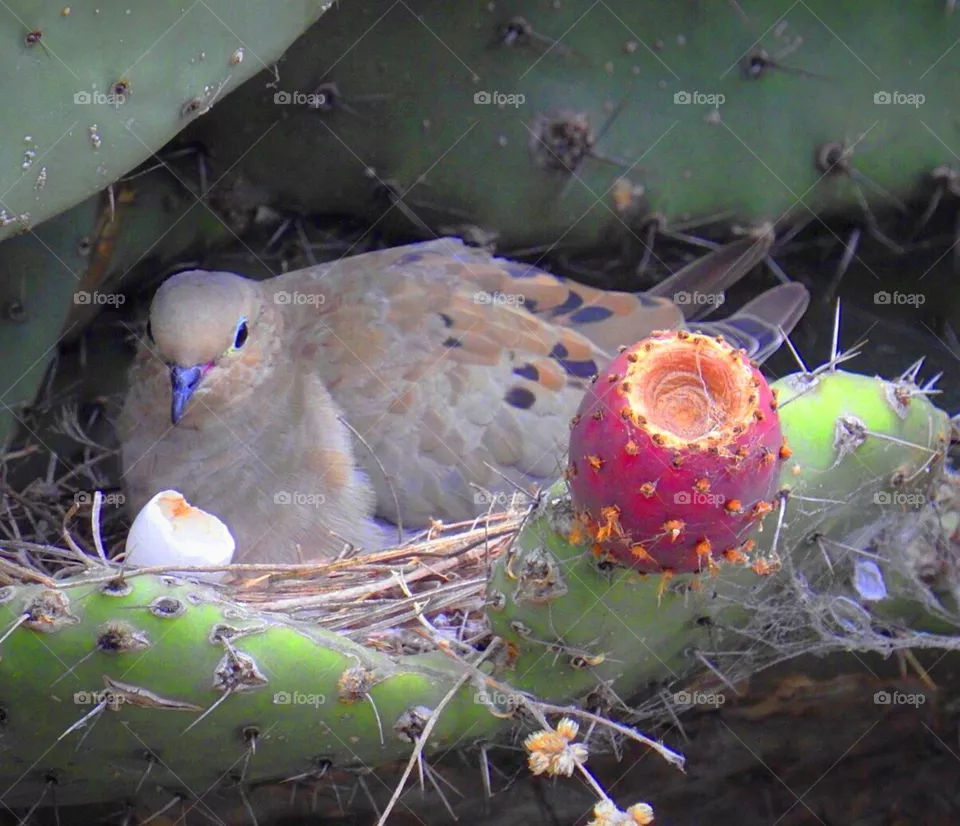 Dove