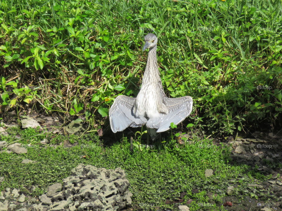 Sunbather