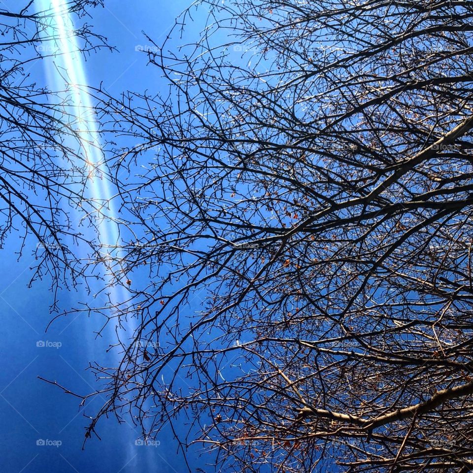 Bright blue sky background with bare tree branches in view and a ray of sunshine