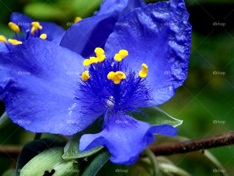 A Blueish purple Wildflower or perennial