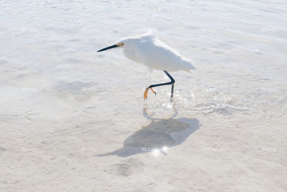 Snowy egret