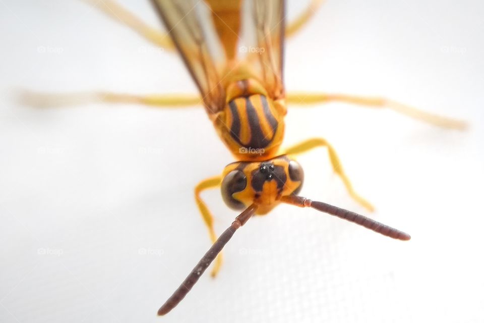 Bee in its habitat V.