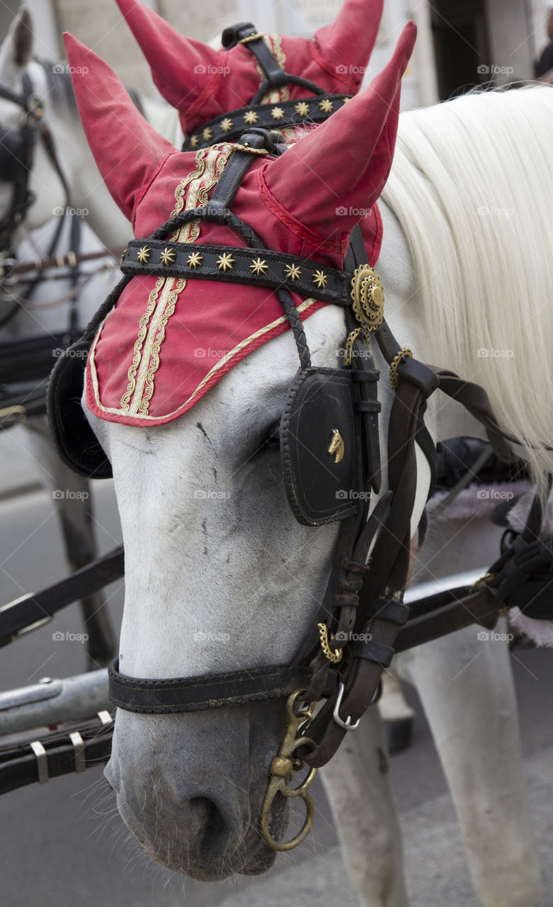 white carriage horse