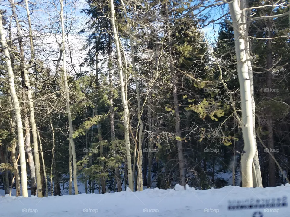 tree