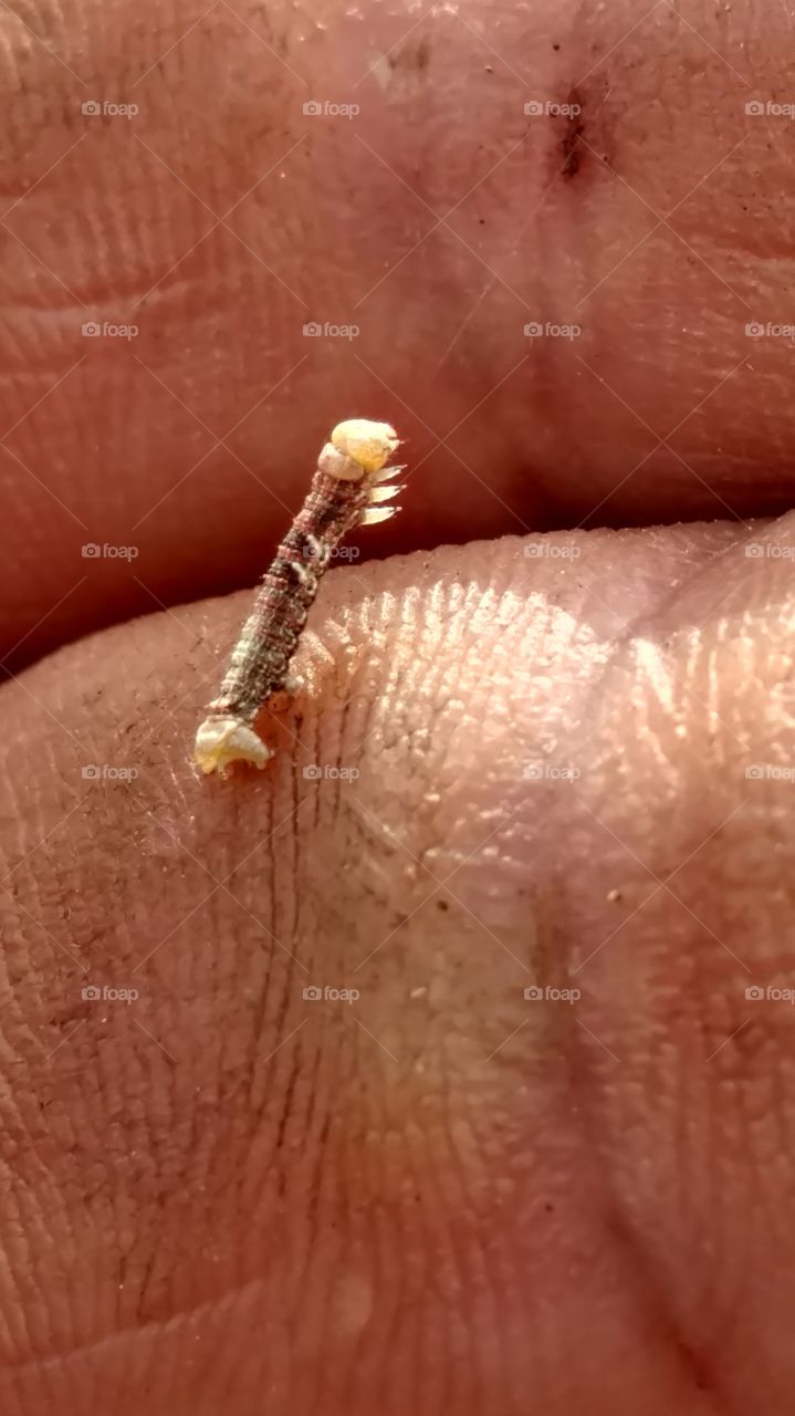 Closeup, Invertebrate, Medicine, One, No Person