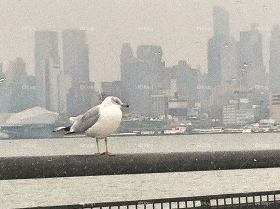 Seagull skyline NYC