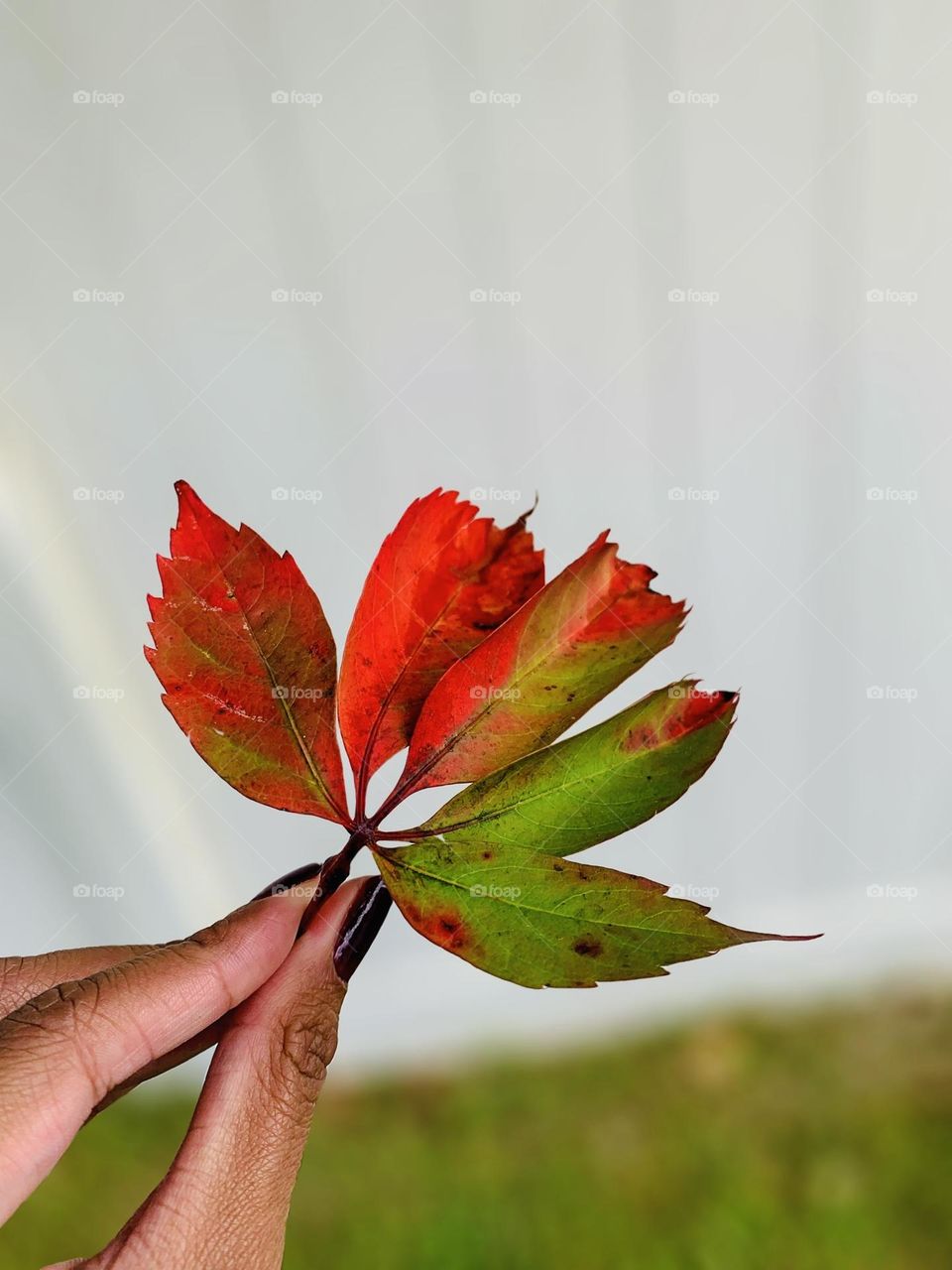 A multicolored fall leaf that displays beautiful foliage. A red, green, and a hint of orange leaf that has fallen from a tree. This photo shows that nature has the best and most unique color palette.