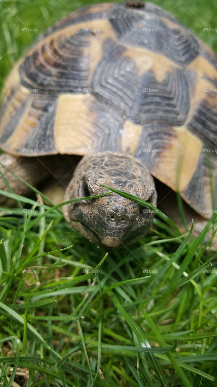 Summer pets