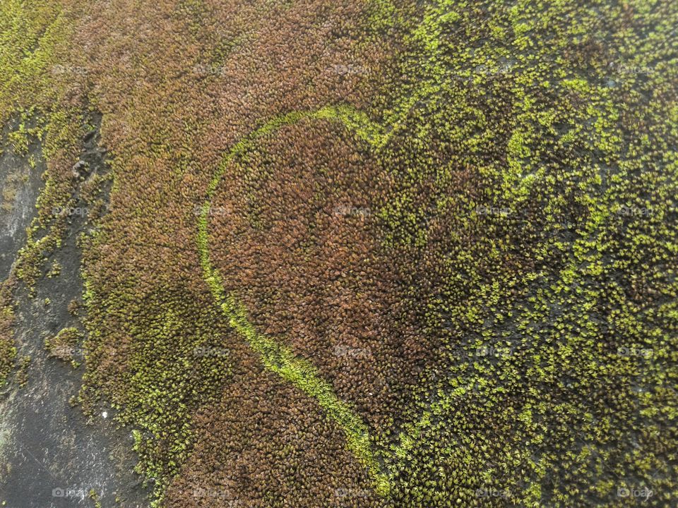 heart on moss