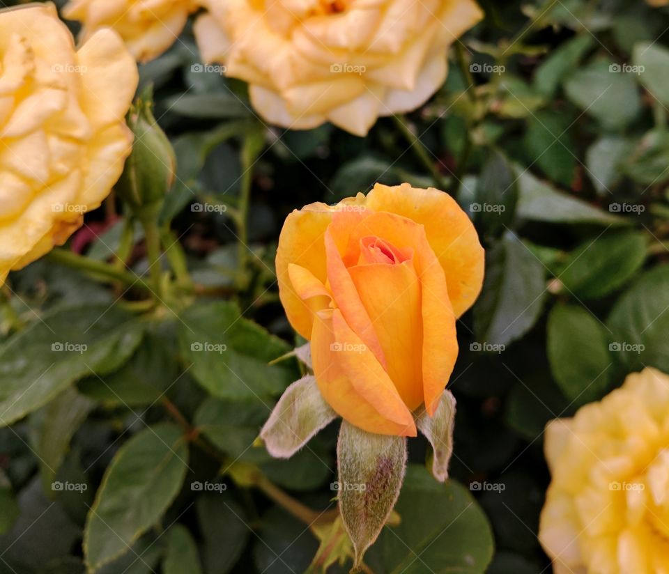 yellow rose