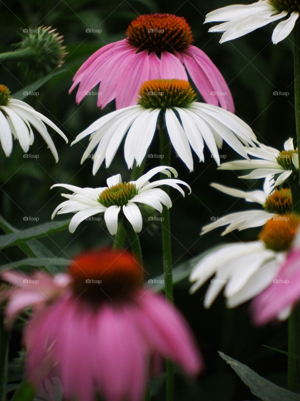 Colorful coneflowers