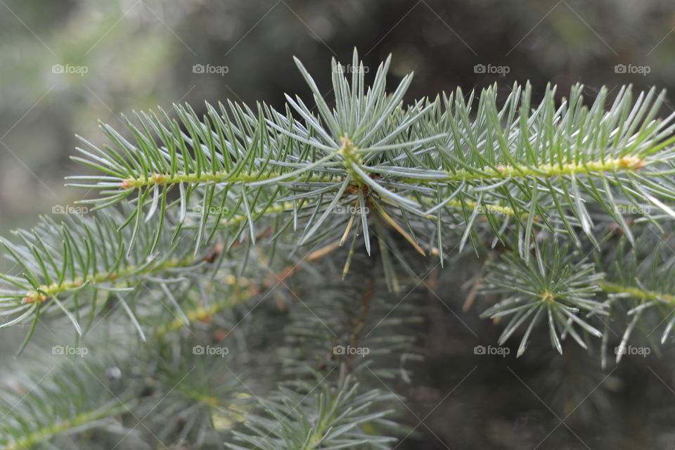 fir tree branch green, nature in the forest