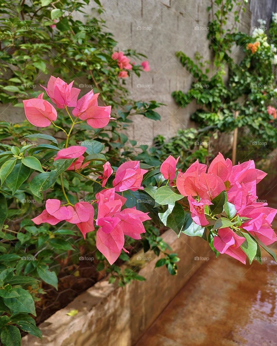 A branch of this wonderful plant called "spring", native from Brazil also known as bougainvillea, in its vibrant pink color, illuminated by the clarity of the summer sun.