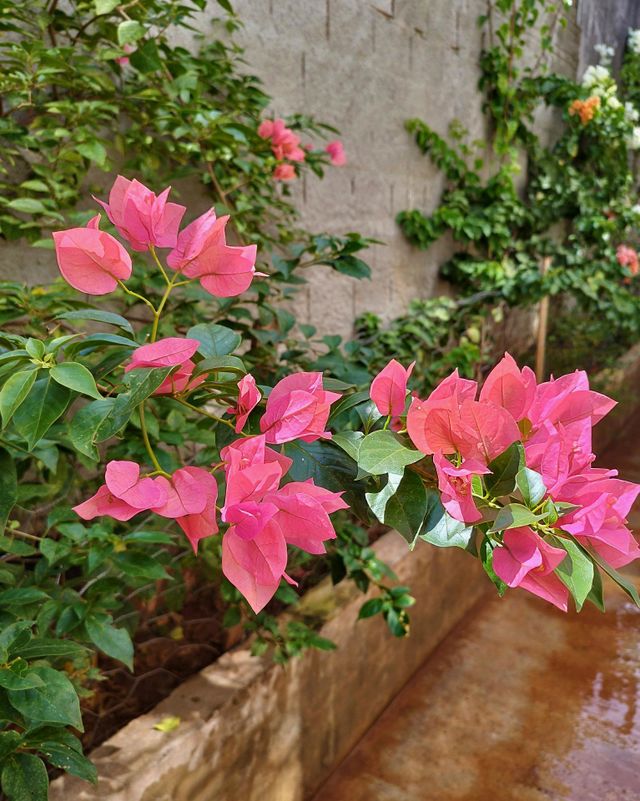 A branch of this wonderful plant called "spring", native from Brazil also known as bougainvillea, in its vibrant pink color, illuminated by the clarity of the summer sun.
