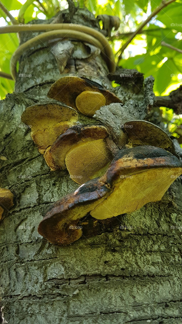 mushrooms on the tree