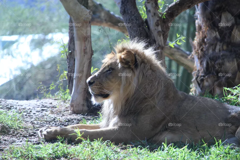 Male Lion