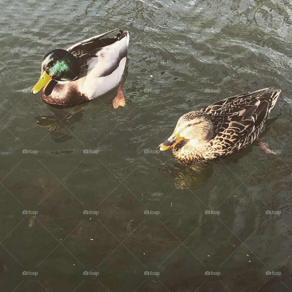 Duck Lovers 