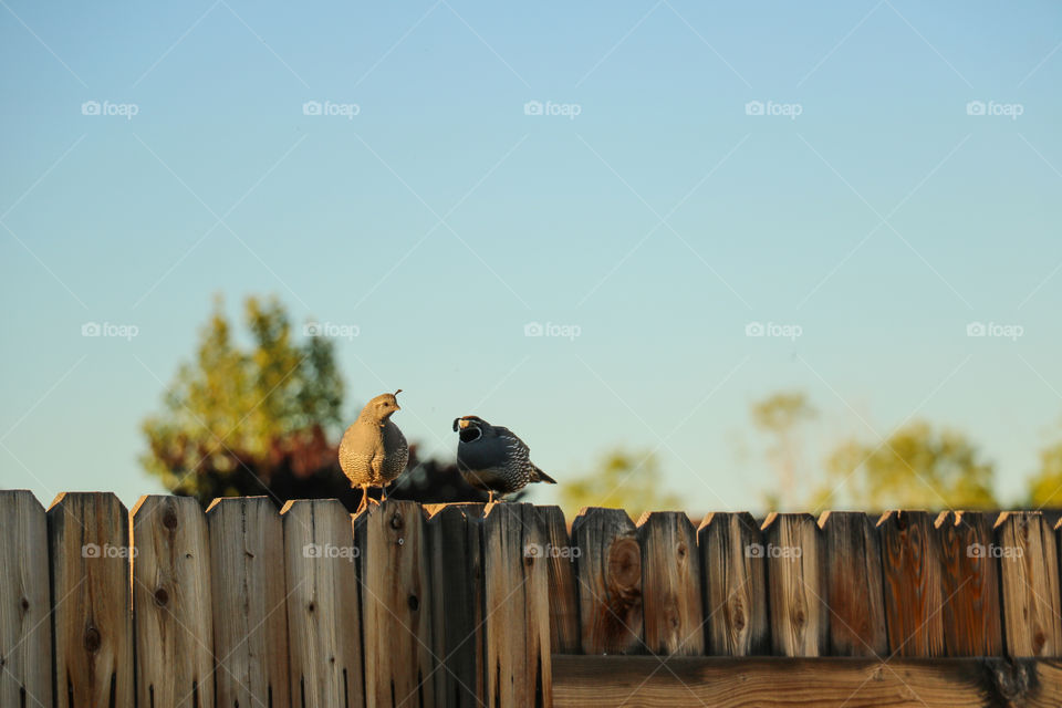 Wild quail couple