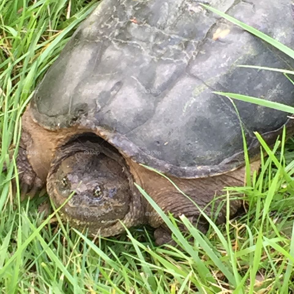 Turtle Face. Found this big boy on our property 