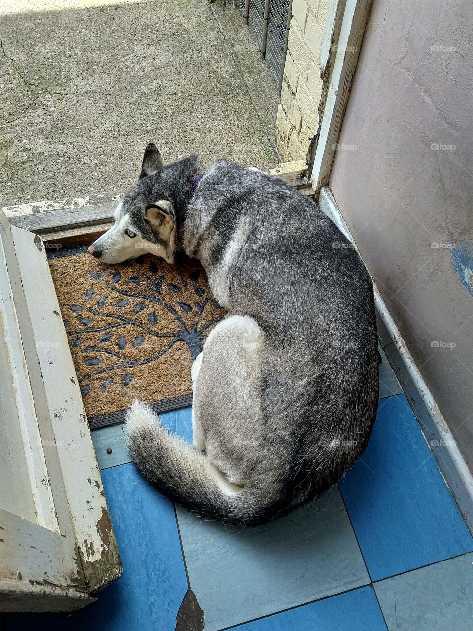 my Siberian husky laying at the backdoor in the way to the garden