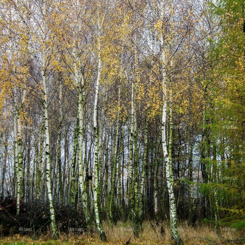 birches