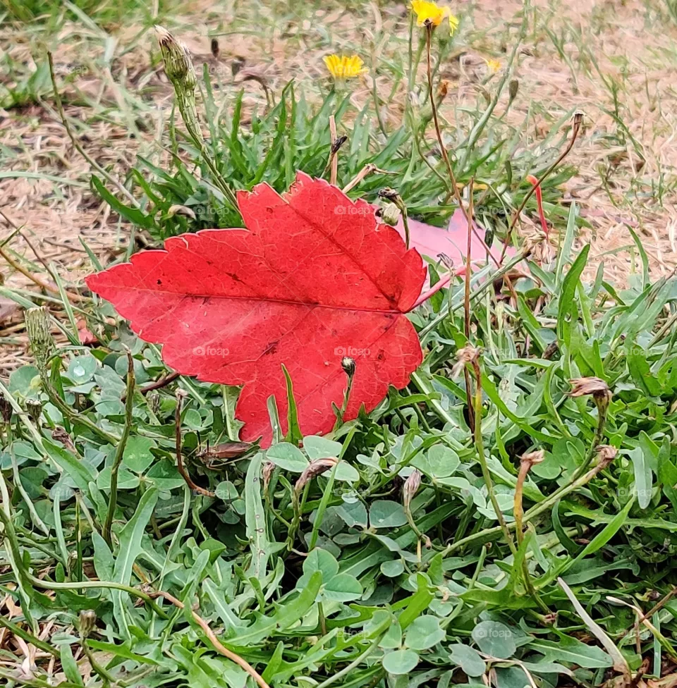 It's a time for autumn.