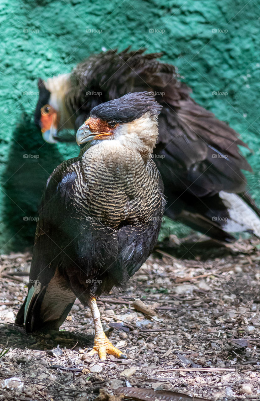 Carcara, bird of prey that inhabits South America