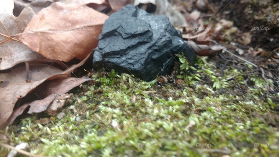 Nature, Environment, Wood, Leaf, Ground