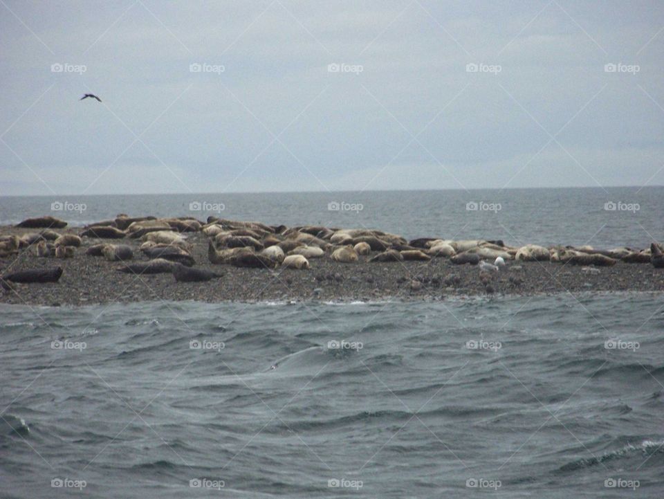 seals. seals