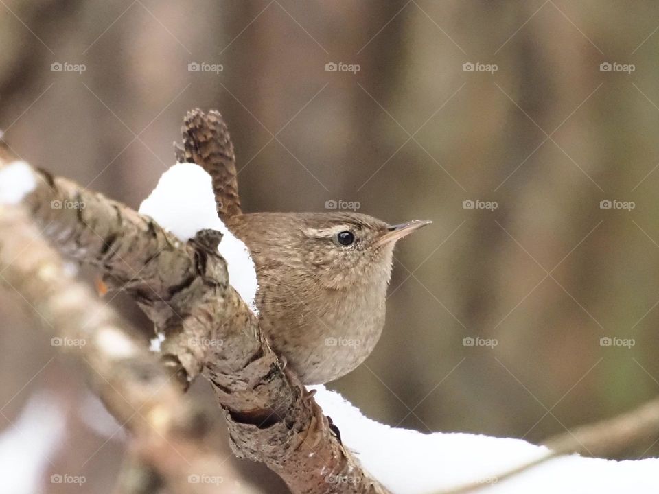 Wren