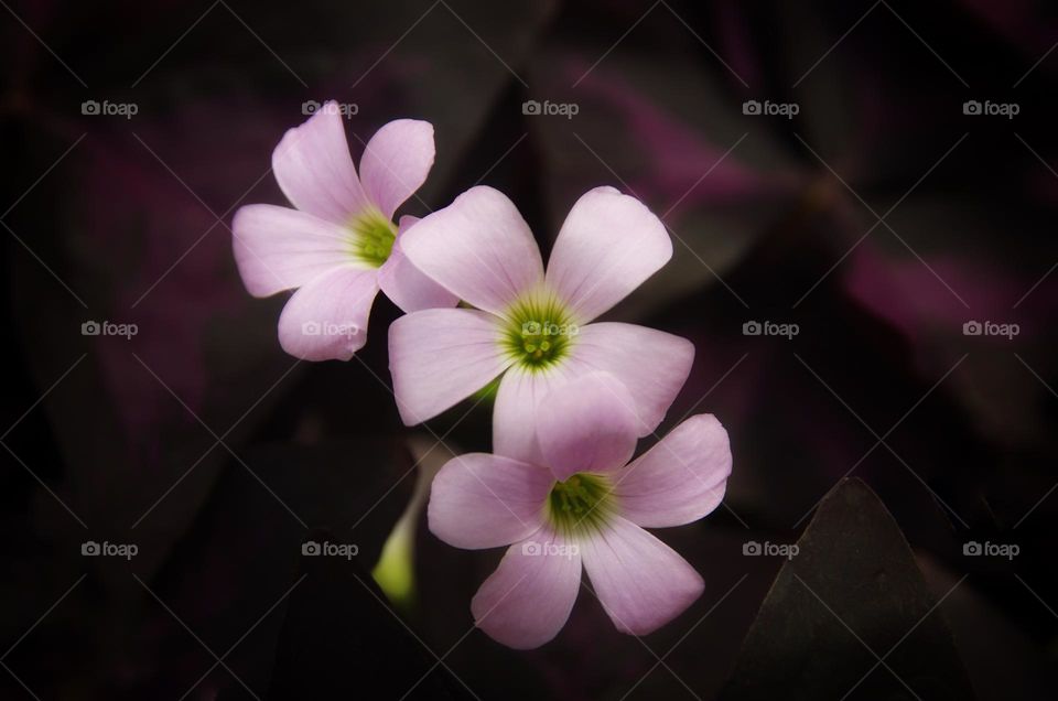 Delicate, soft violet flowers with dark background and shallow depth of field 