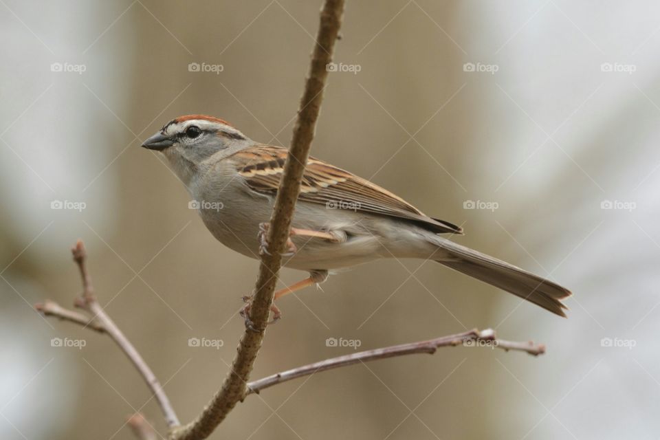American Tree Sparrow. American Tree Sparrow in a Tree. 