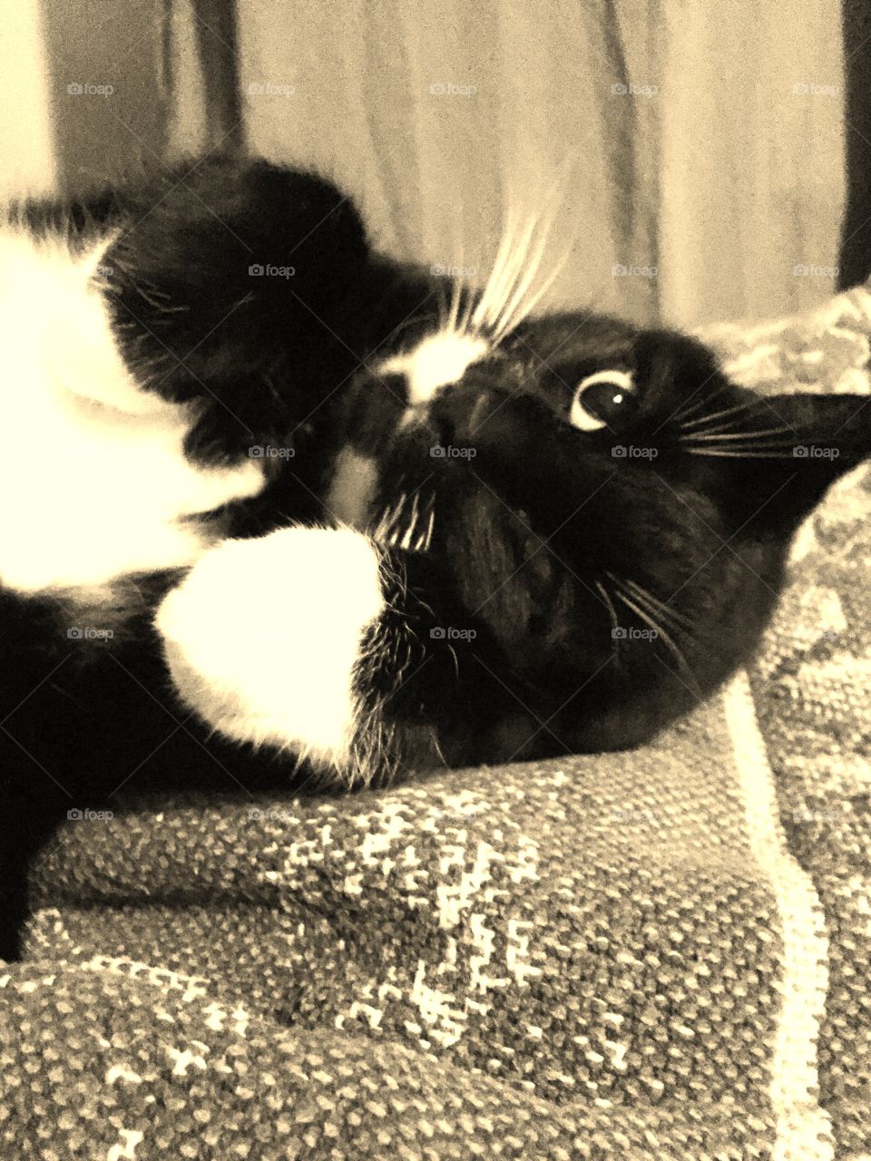 Closeup in sepia tone of my nasty black and white cat in her typical mood. She is pretending to be cute and cuddly but only for so long...But I still love her!