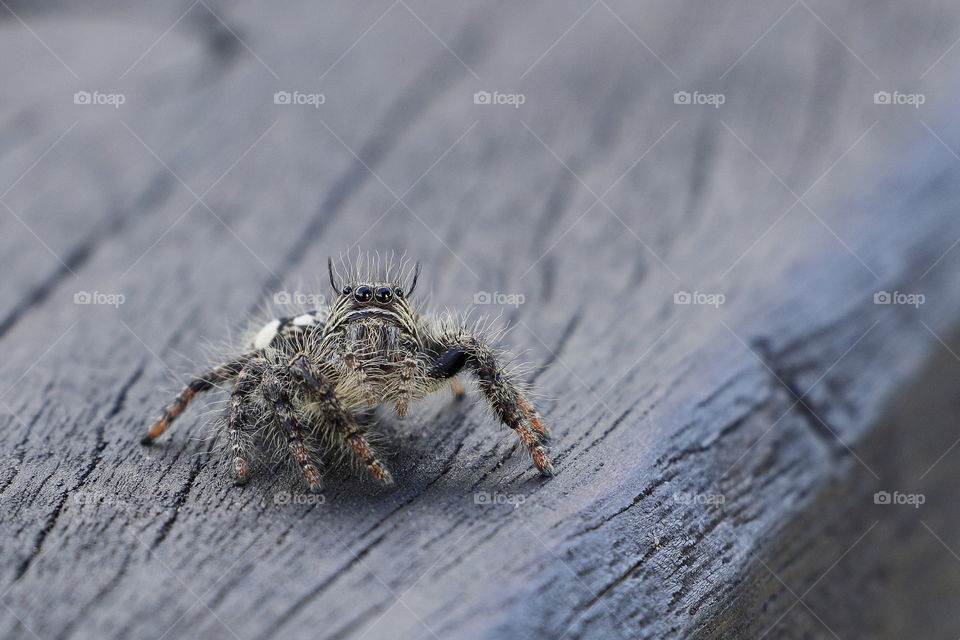 Hairy cute big-eyed spider on a table