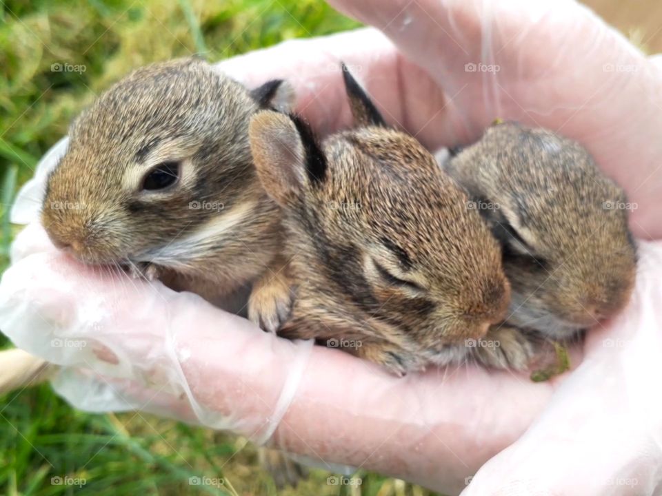 Spring Bunnies