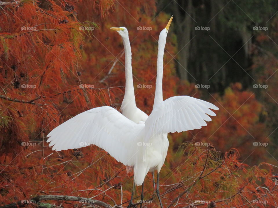 Dueling egrets