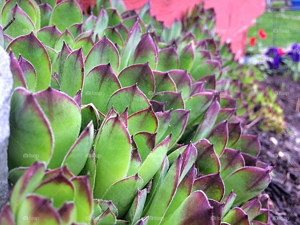 Desert Rose Hens and Chicks 