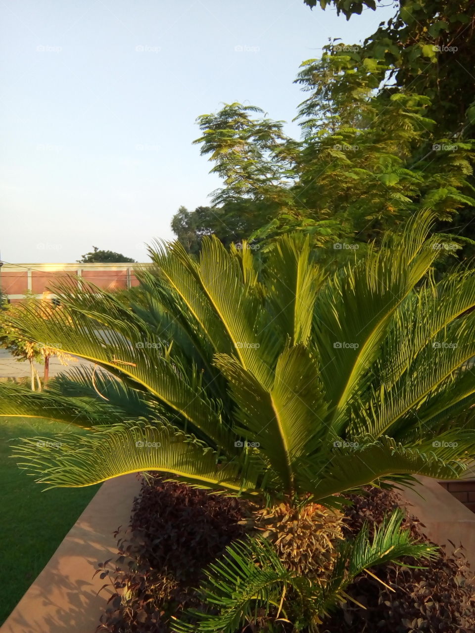 beautiful plants in a garden