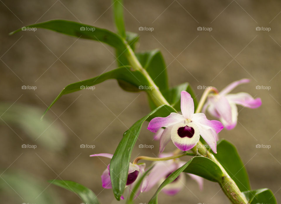 Dendrobium nobile orchid