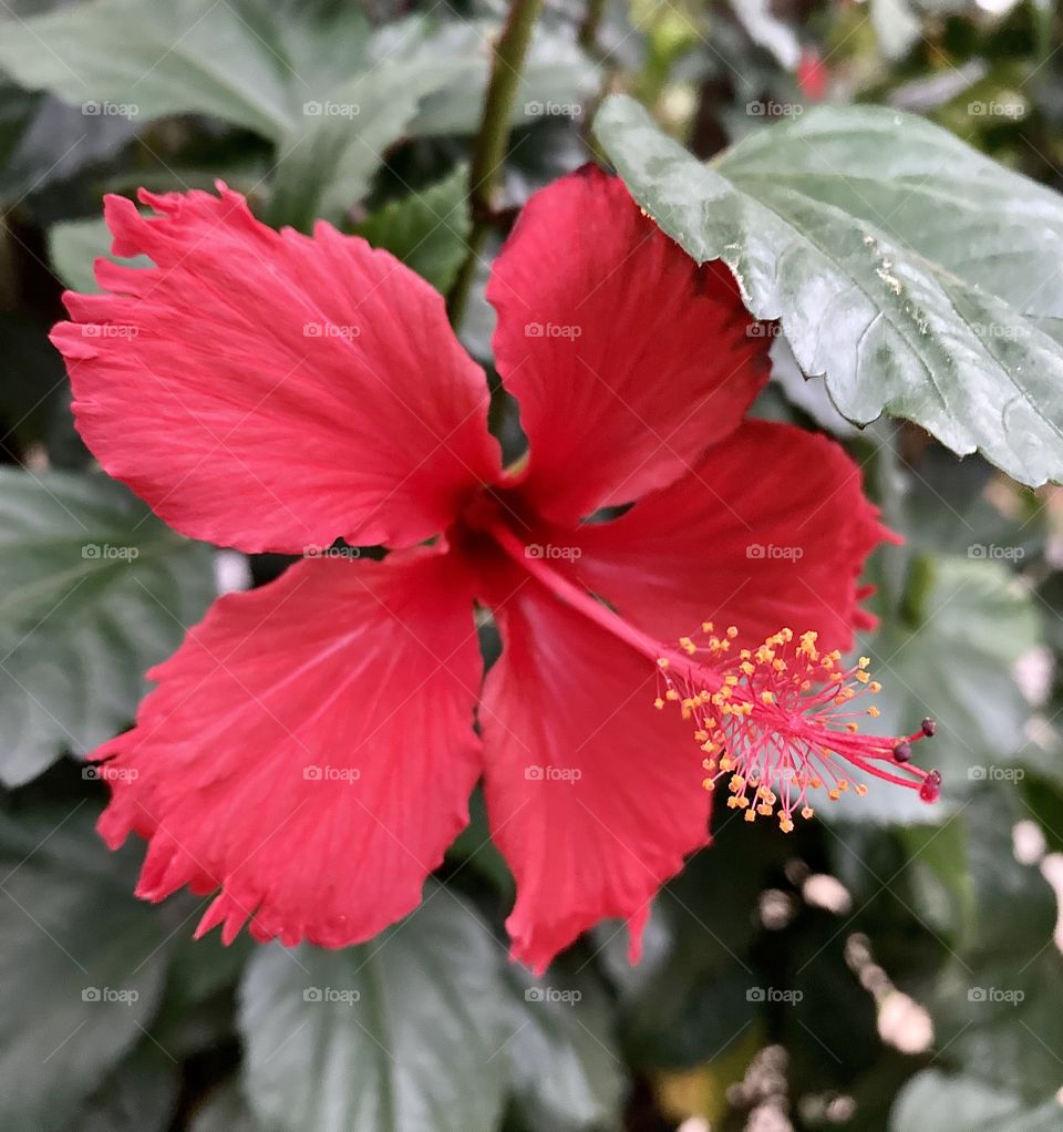 🌹 🇺🇸 Very beautiful flowers to brighten our day.  Live nature and its beauty. Did you like the delicate petals? / 🇧🇷 Flores muito bonitas para alegrar nosso dia. Viva a natureza e sua beleza. Gostaram das pétalas delicadas? 