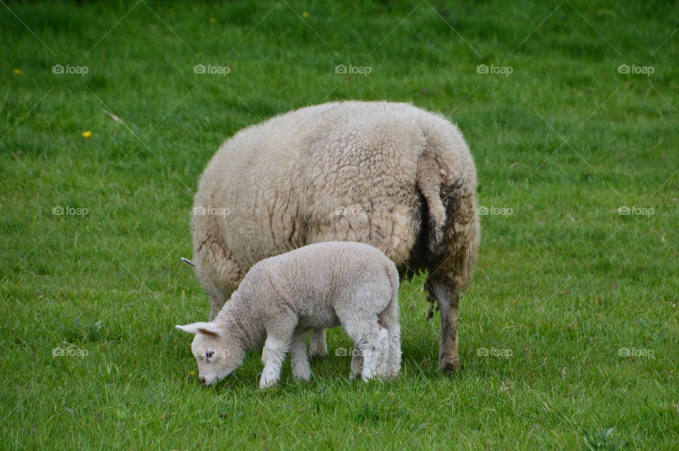 Mother Sheep And Lamb