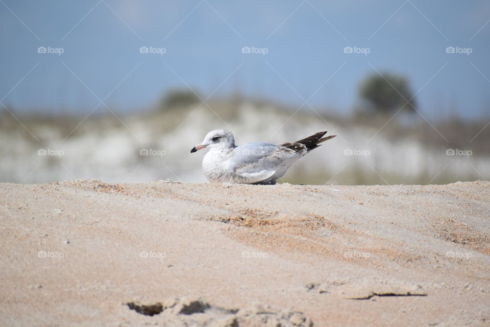 seagull in sand