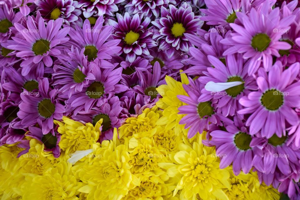 04. colorful flowers that inspire joy