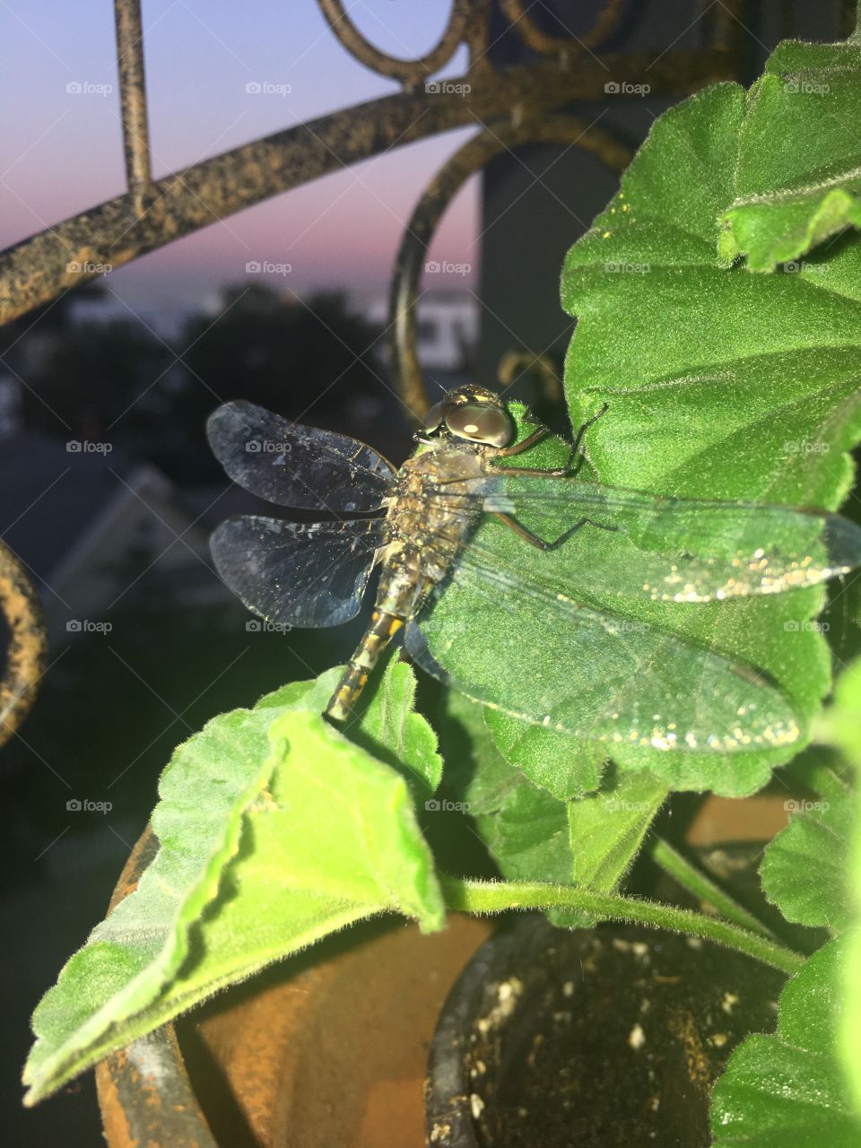 Dragonfly On Geranium