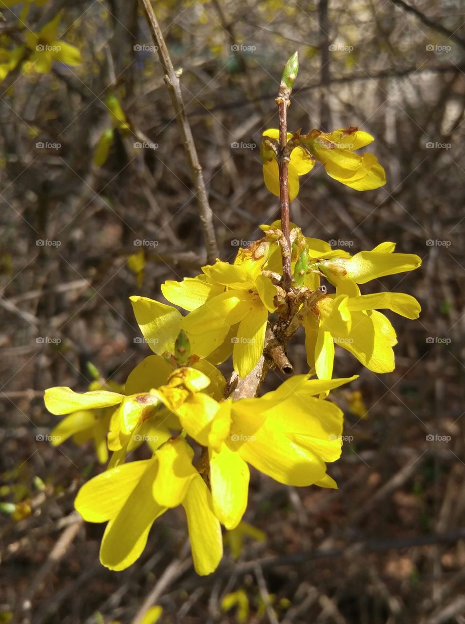 yellow bush