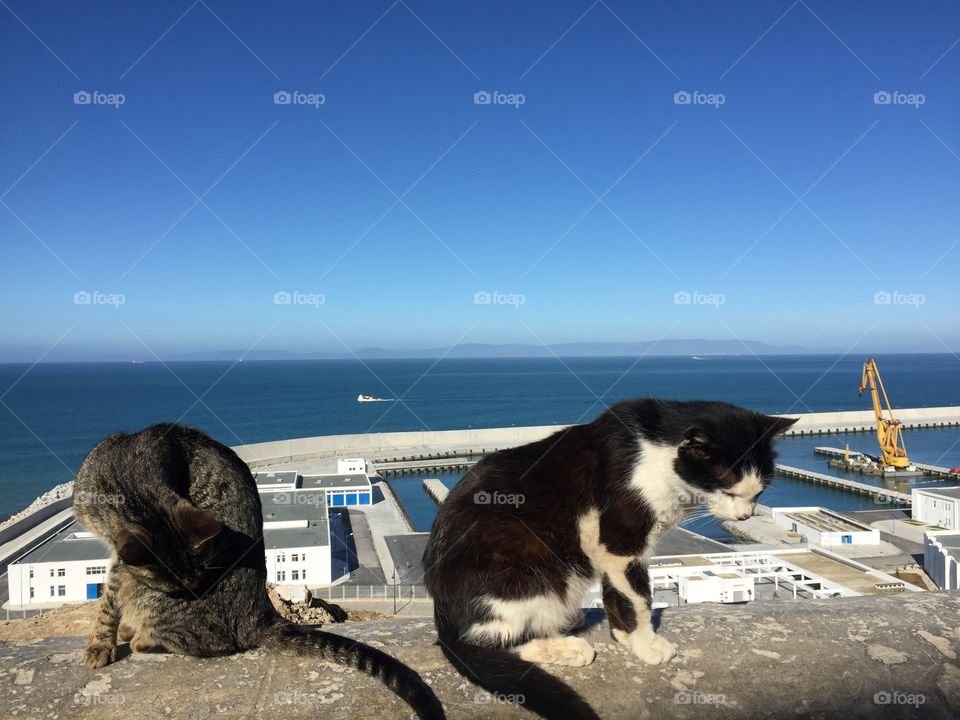 Two cats front of the beach