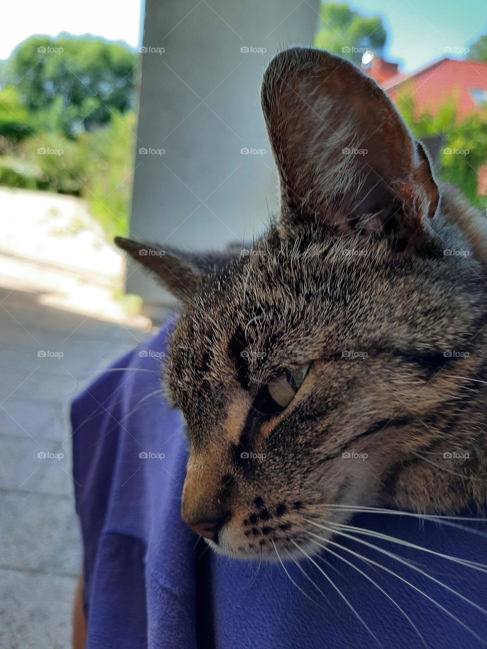 tabby cat on the lap