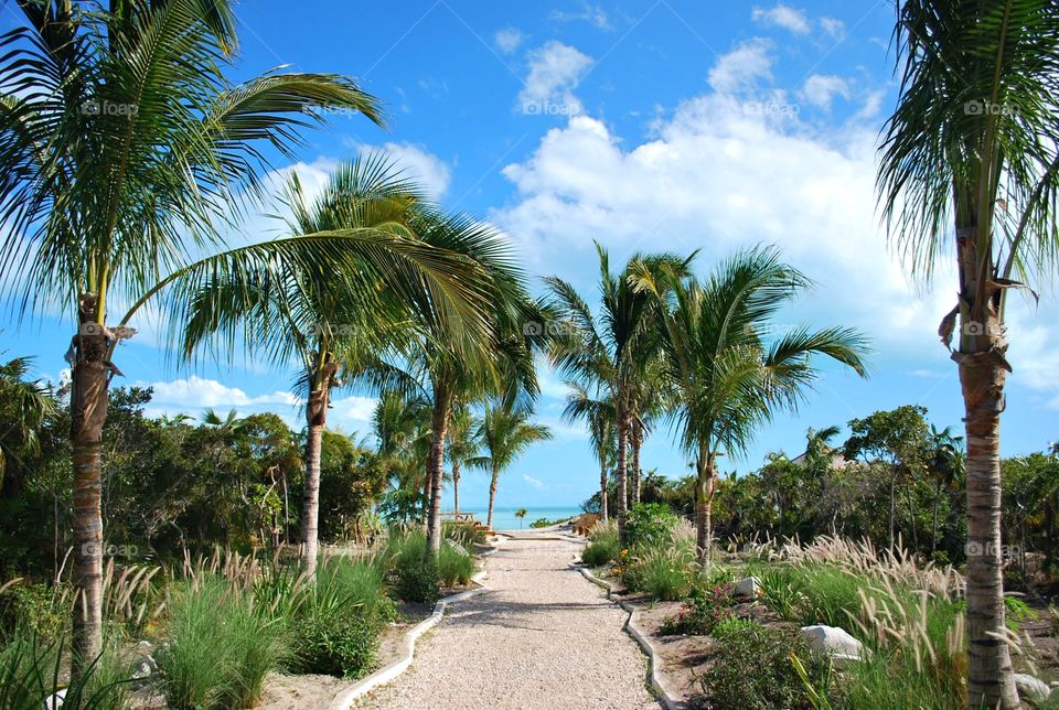 Sunny day in Providenciales, Turks and Caicos Islands, palm trees, resort