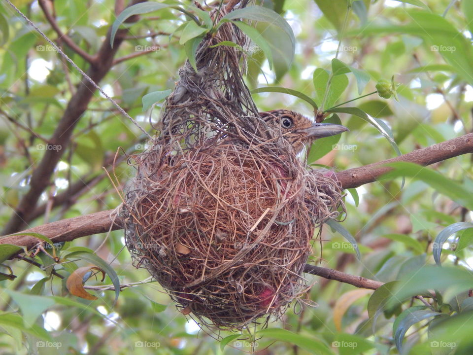Nest